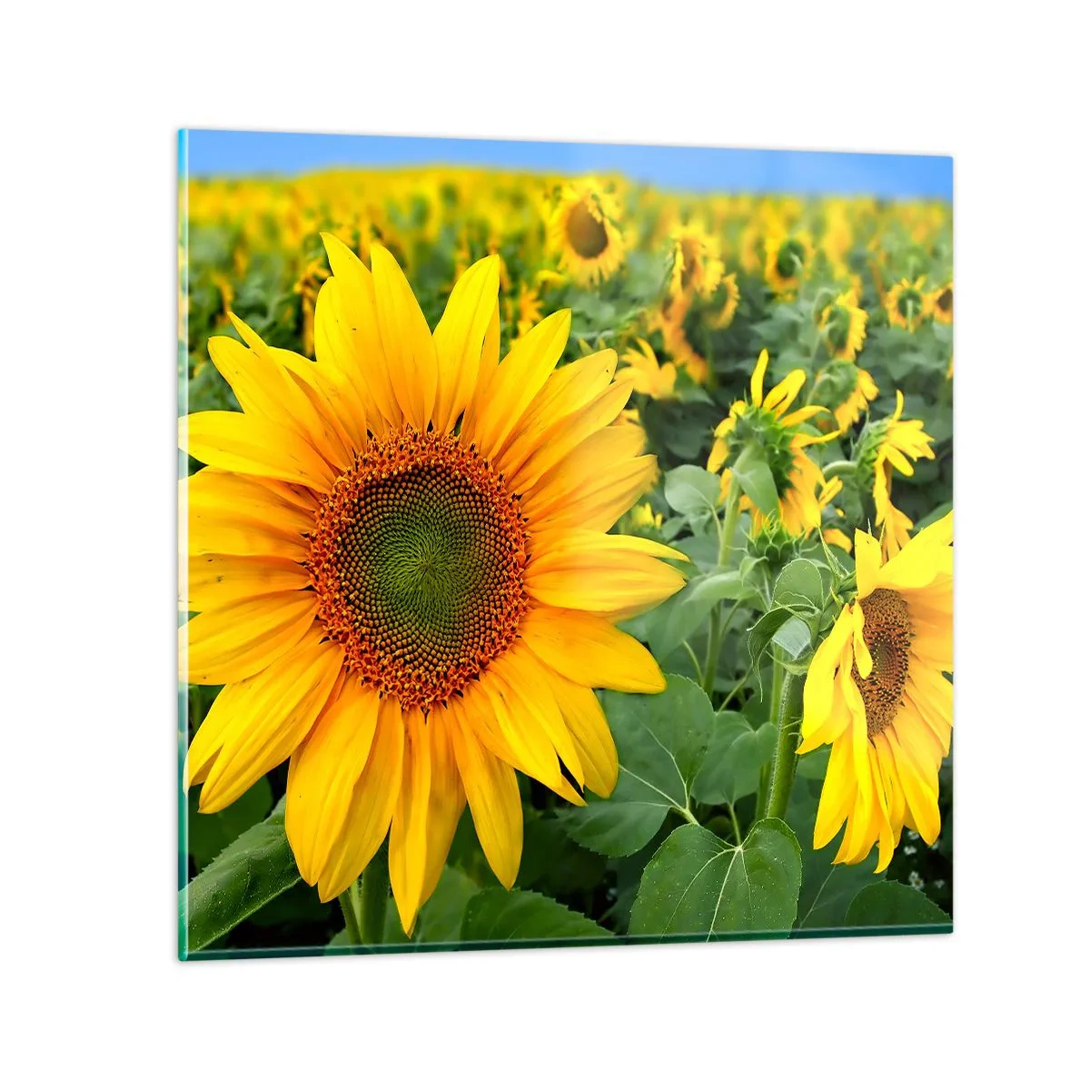 Impression sur verre - Image sur verre - Des centaines de soleils se sont embrasés - 40x40 cm