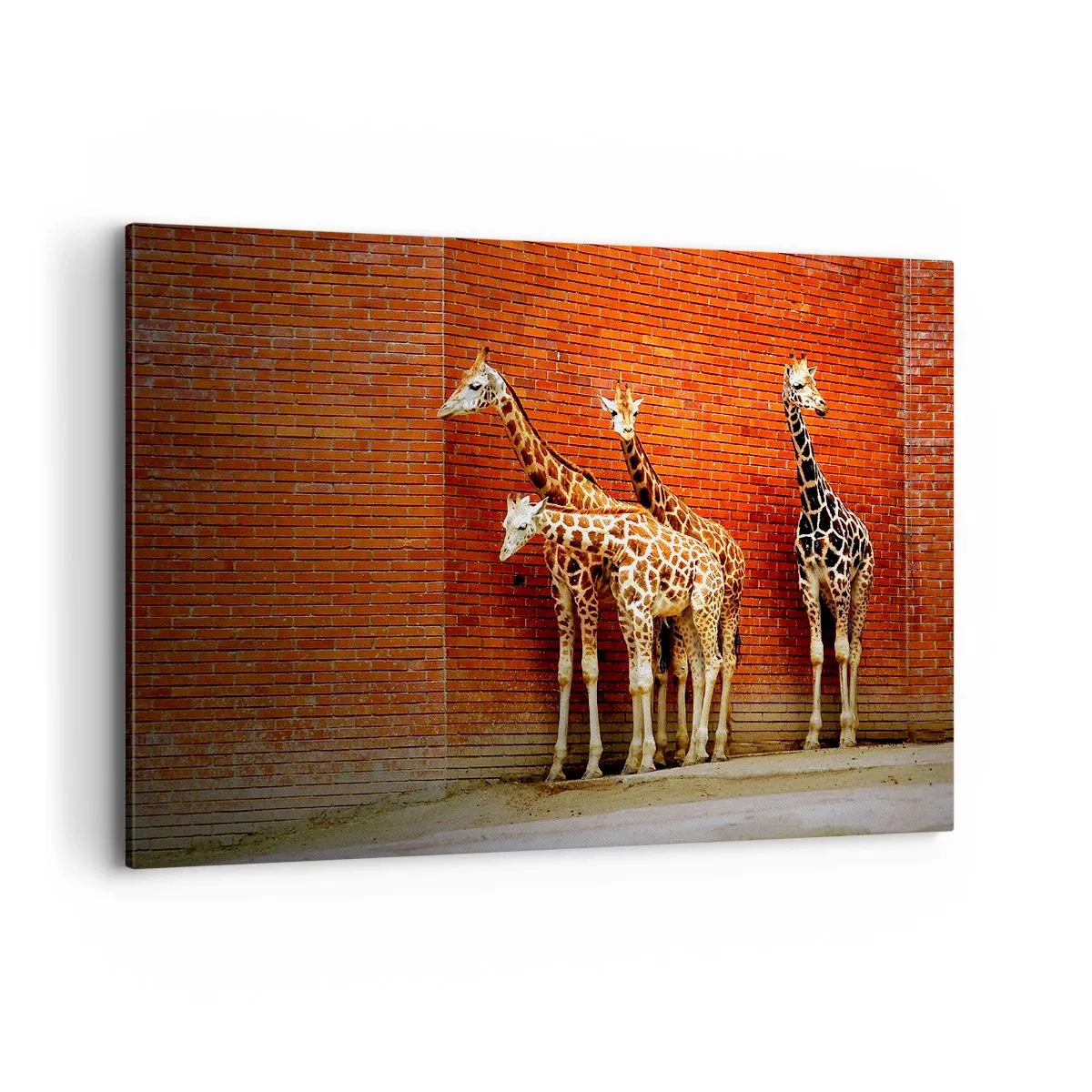 Impression sur toile - Image sur toile - Quatre girafes contre un mur de briques dans un décor artistique - 120x80cm - Voyez-vous des acacias ? - Décoration murale moderne pour le salon et la chambre ARTTOR