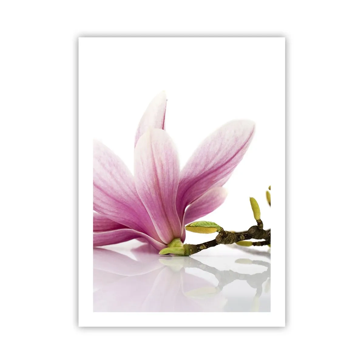 Affiche - Poster - Fleur de magnolia rose sur une branche avec un fond blanc - 50x70cm - Délicat comme une brise de printemps - Décoration murale moderne pour le salon et la chambre ARTTOR