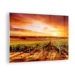 Impression sur verre - Image sur verre - Vignes dans un champ au coucher du soleil - 70x50cm - Légèrement fruité avec une pointe de soleil - Décoration murale moderne pour le salon et la chambre ARTTOR