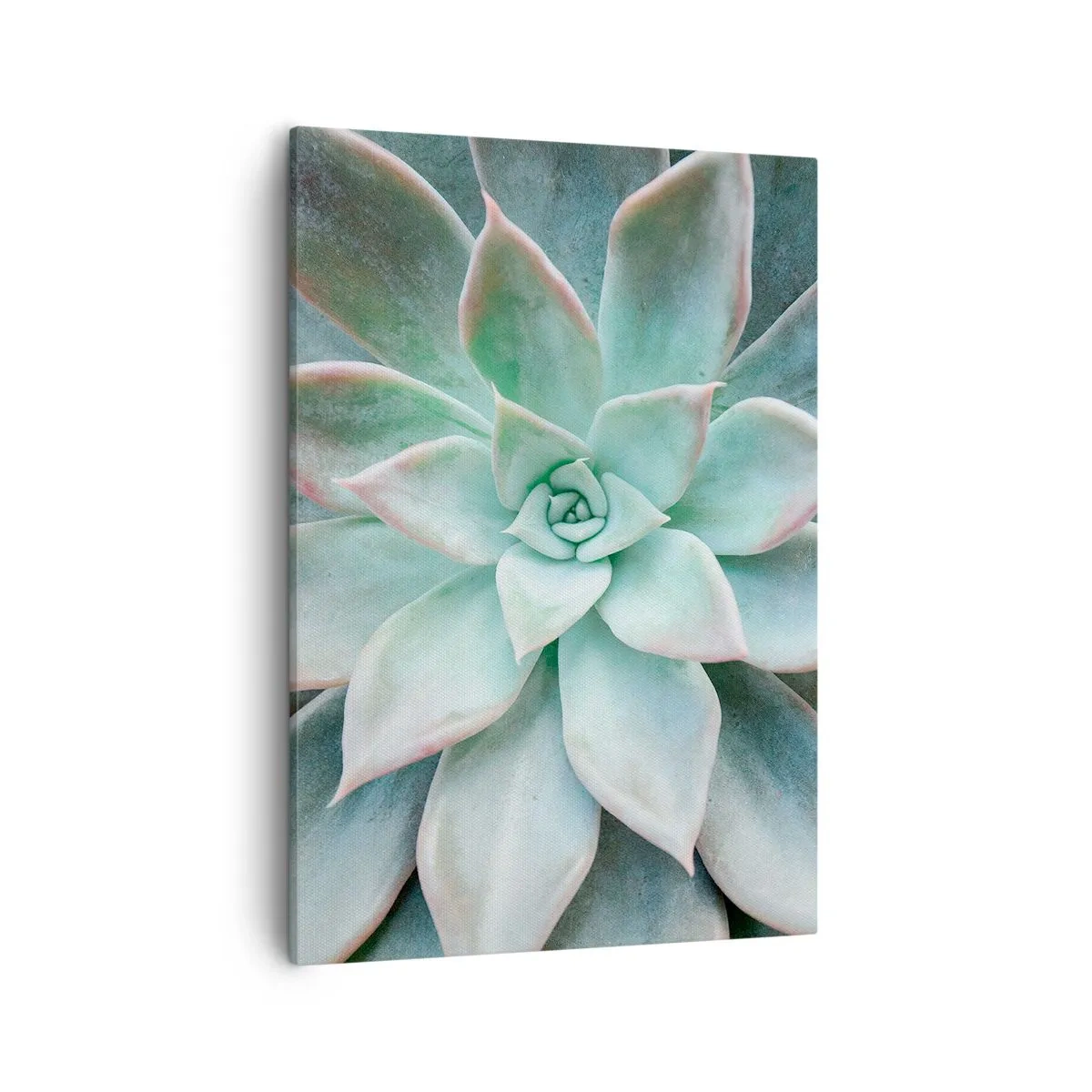 Impression sur toile - Image sur toile - Gros plan d'une succulente verte - 50x70cm - Le coeur du désert - Décoration murale moderne pour le salon et la chambre ARTTOR