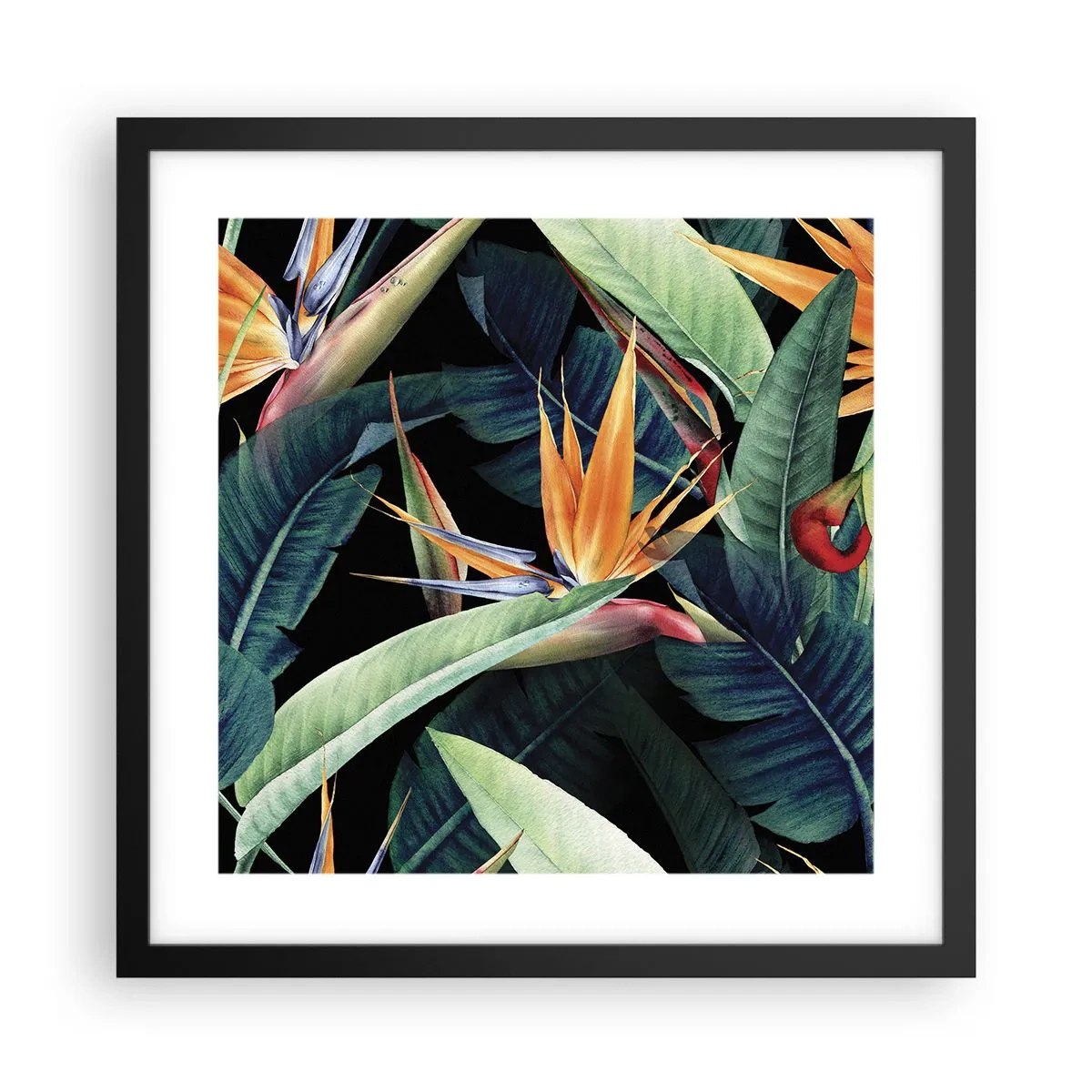 Affiche dans un cadre noir - Poster - Fleurs flamboyantes des tropiques - 40x40 cm