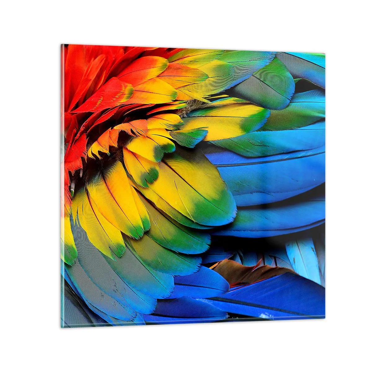 Impression sur verre - Image sur verre - Oiseau de paradis - 30x30 cm