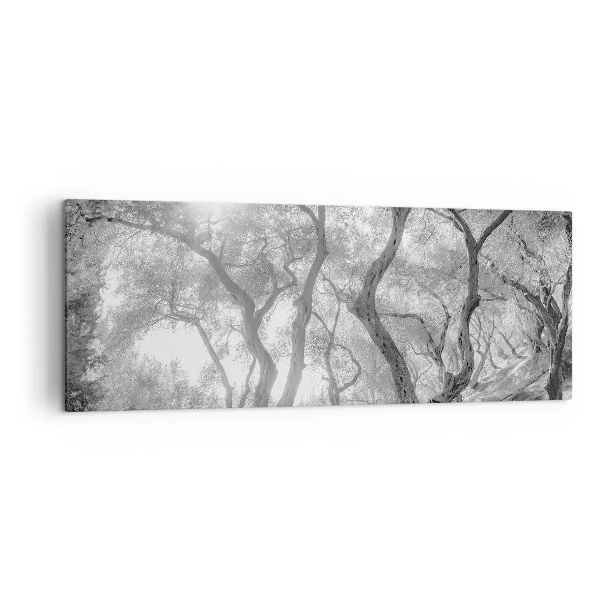Impression sur toile - Image sur toile - Vue en noir et blanc d'arbres dans une oliveraie avec des rayons de soleil - 140x50cm - Dans l'oliveraie - Décoration murale moderne pour le salon et la chambre ARTTOR