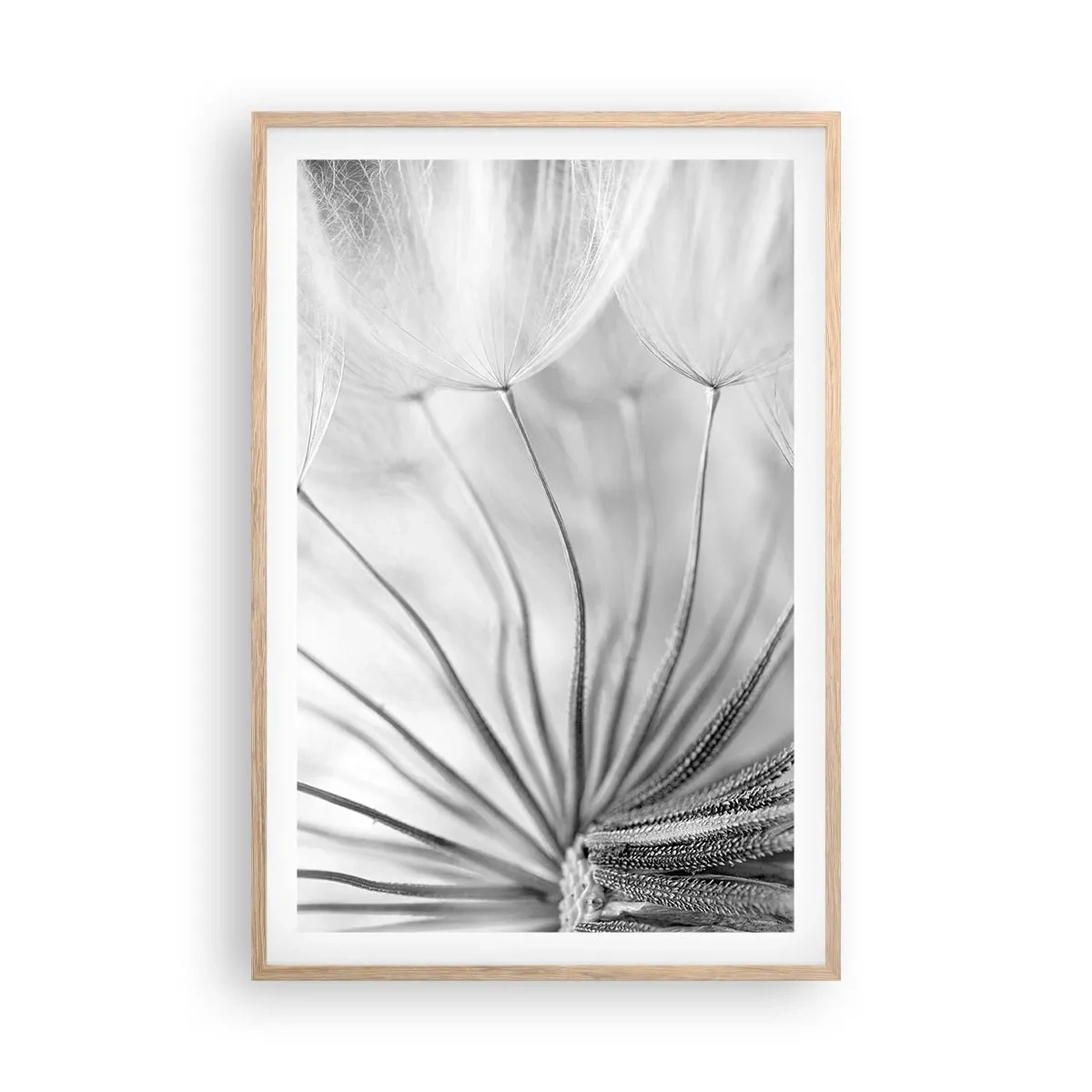 Affiche dans un chêne clair - Poster - Aigrette avant son envol - 61x91 cm