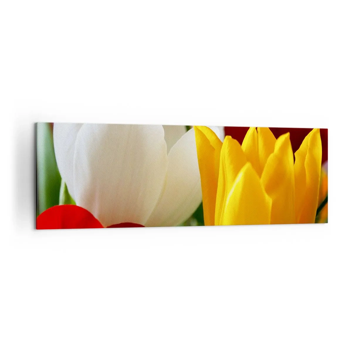 Impression sur toile - Image sur toile - Gros plan de tulipes colorées sur un fond printanier - 160x50cm - La fièvre des tulipes - Décoration murale moderne pour le salon et la chambre ARTTOR