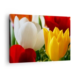 Impression sur toile - Image sur toile - Gros plan de tulipes colorées sur un fond printanier - 70x50cm - La fièvre des tulipes - Décoration murale moderne pour le salon et la chambre ARTTOR