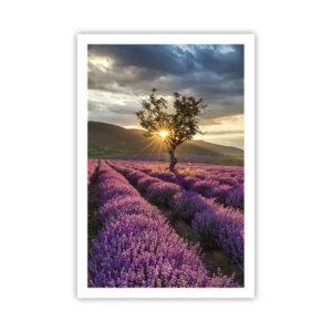 Affiche - Poster - Arôme de couleur lilas - 61x91 cm