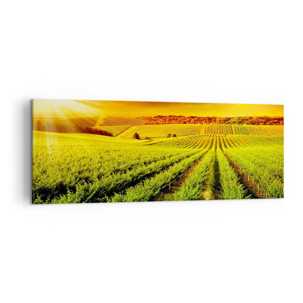Impression sur toile - Image sur toile - Des vignes dorées illuminées par les rayons du soleil - 140x50cm - Sous le soleil australien - Décoration murale moderne pour le salon et la chambre ARTTOR
