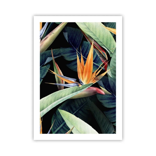 Affiche - Poster - Fleur de strelitzia exotique sur fond sombre - 50x70cm - Fleurs flamboyantes des tropiques - Décoration murale moderne pour le salon et la chambre ARTTOR