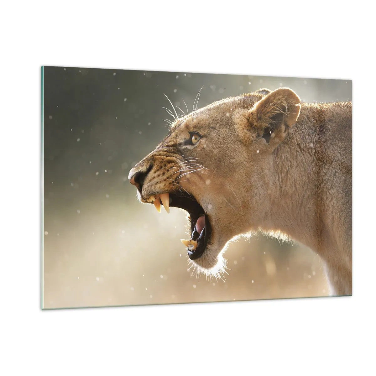 Impression sur verre - Image sur verre - Gros plan d'un lion rugissant sous les rayons du soleil - 120x80cm - Essayez de ne pas écouter - Décoration murale moderne pour le salon et la chambre ARTTOR