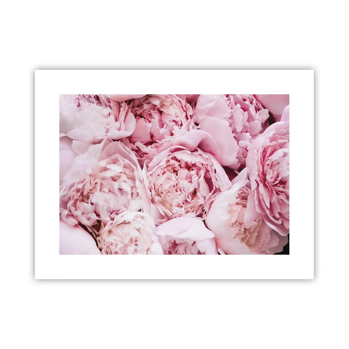 Affiche - Poster - Caliné et parfumé - 40x30 cm