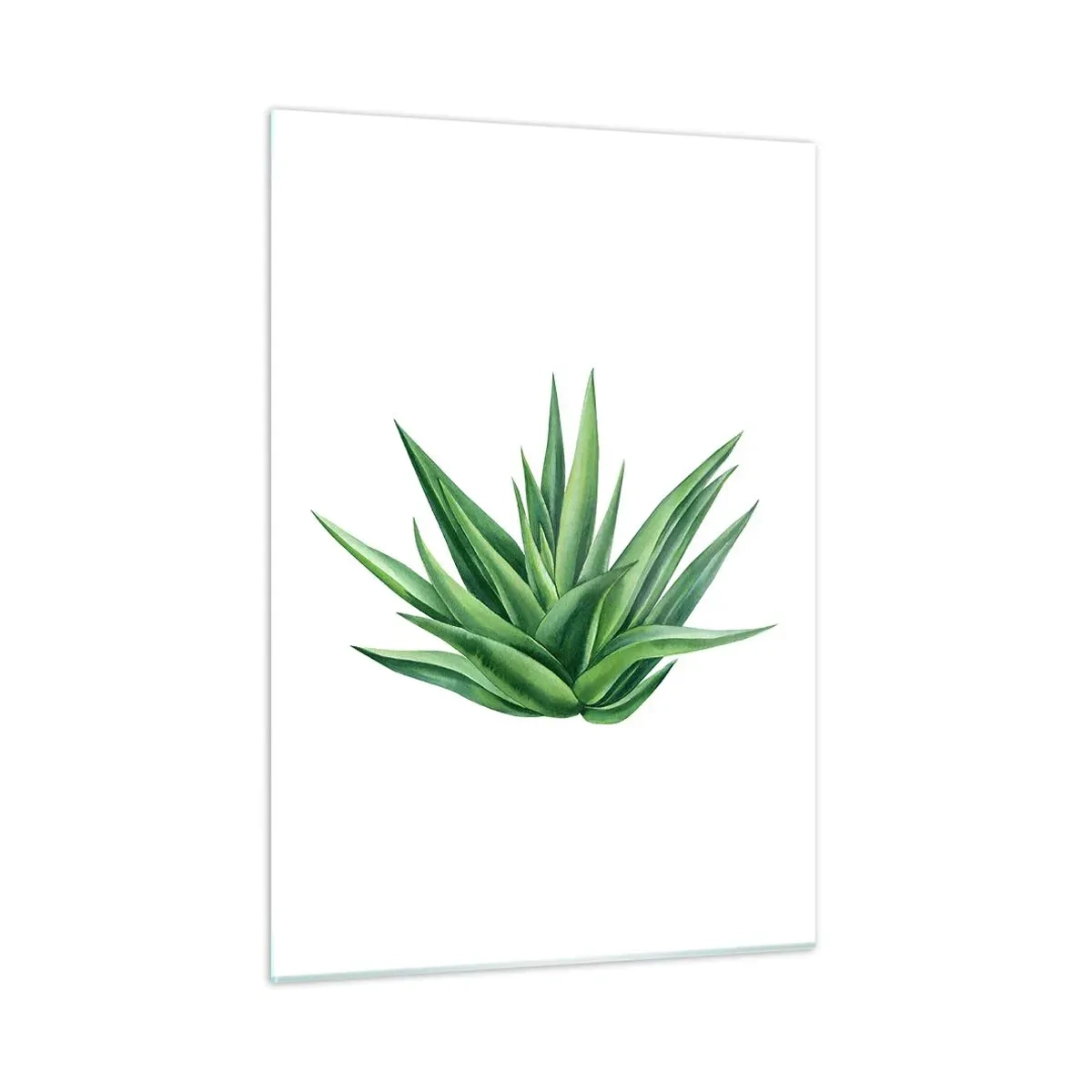Impression sur verre - Image sur verre - Une plante verte aux feuilles charnues sur fond blanc - 50x70cm - Vert – force – vie - Décoration murale moderne pour le salon et la chambre ARTTOR
