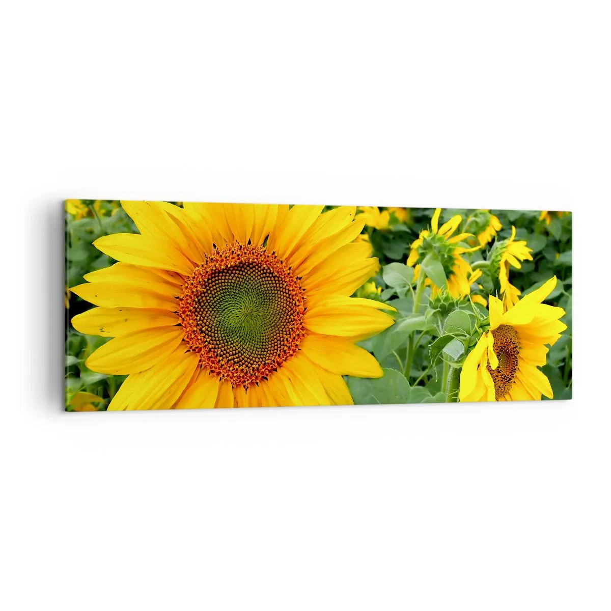 Impression sur toile - Image sur toile - Un champ de tournesols aux fleurs jaunes sur fond de feuilles vertes - 140x50cm - Des centaines de soleils se sont embrasés - Décoration murale moderne pour le salon et la chambre ARTTOR