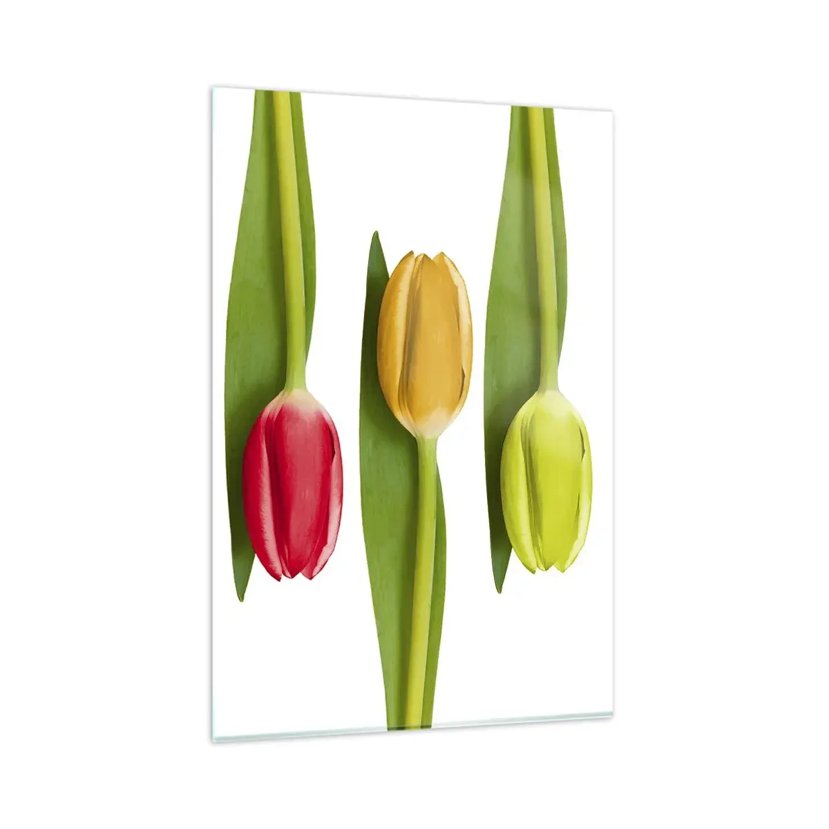 Impression sur verre - Image sur verre - Tulipes multicolores disposées en rangée sur fond blanc - 80x120cm - Composition arc-en-ciel - Décoration murale moderne pour le salon et la chambre ARTTOR