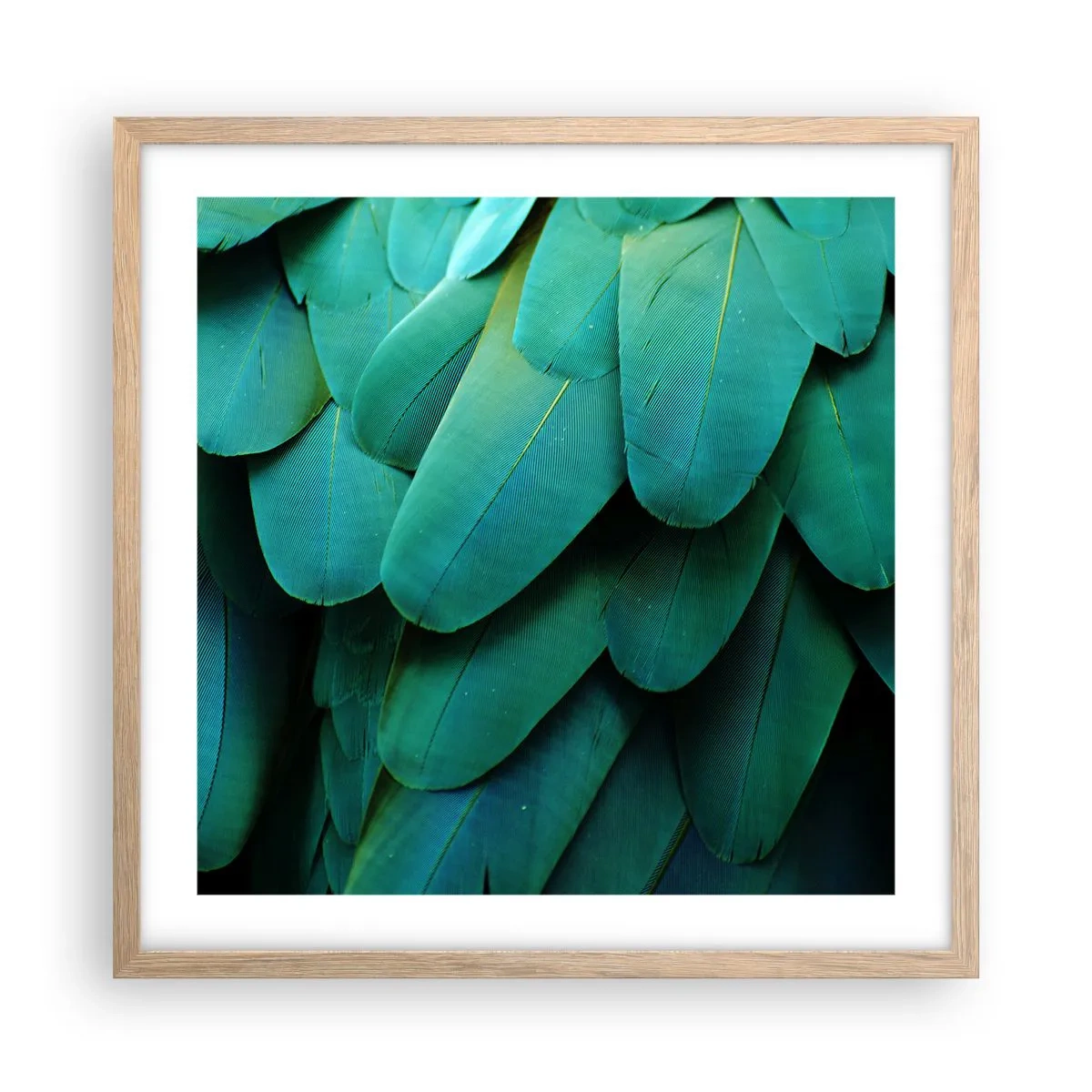 Affiche dans un chêne clair - Poster - Perfection de la nature du perroquet - 50x50 cm