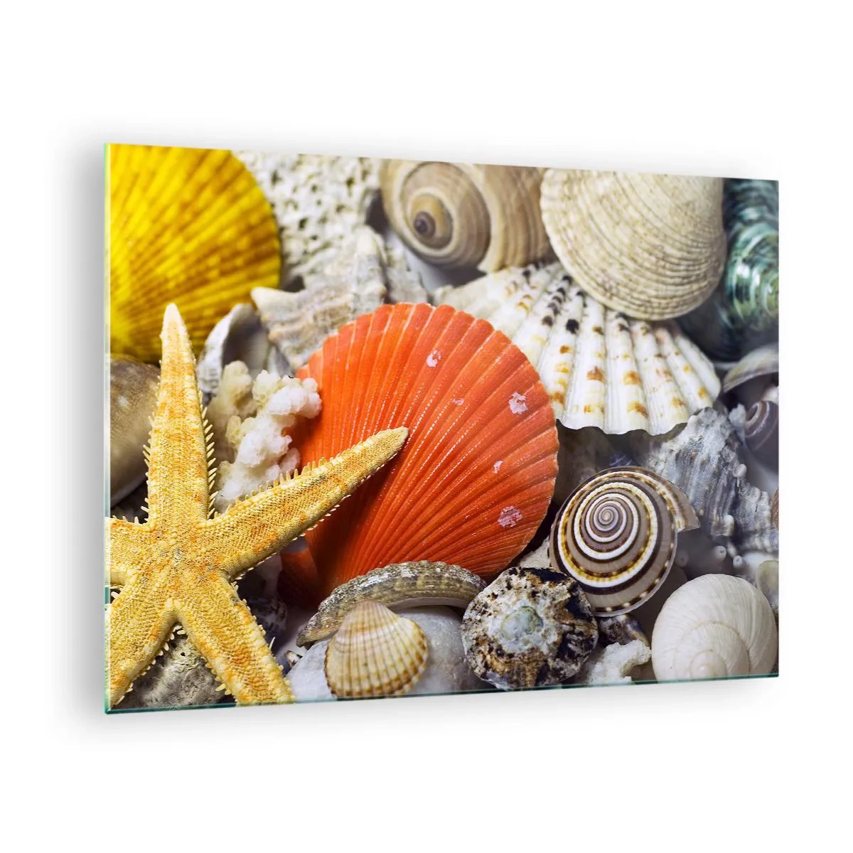 Impression sur verre - Image sur verre - Coquillages colorés et étoiles de mer dans une composition marine - 70x50cm - Trésors de l'océan - Décoration murale moderne pour le salon et la chambre ARTTOR