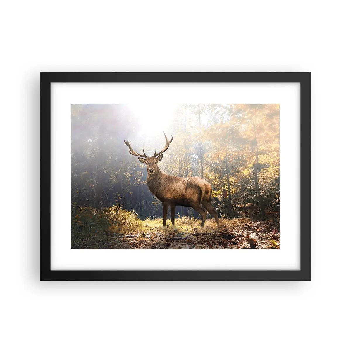 Affiche dans un cadre noir - Poster - Toute sa majesté - 40x30 cm