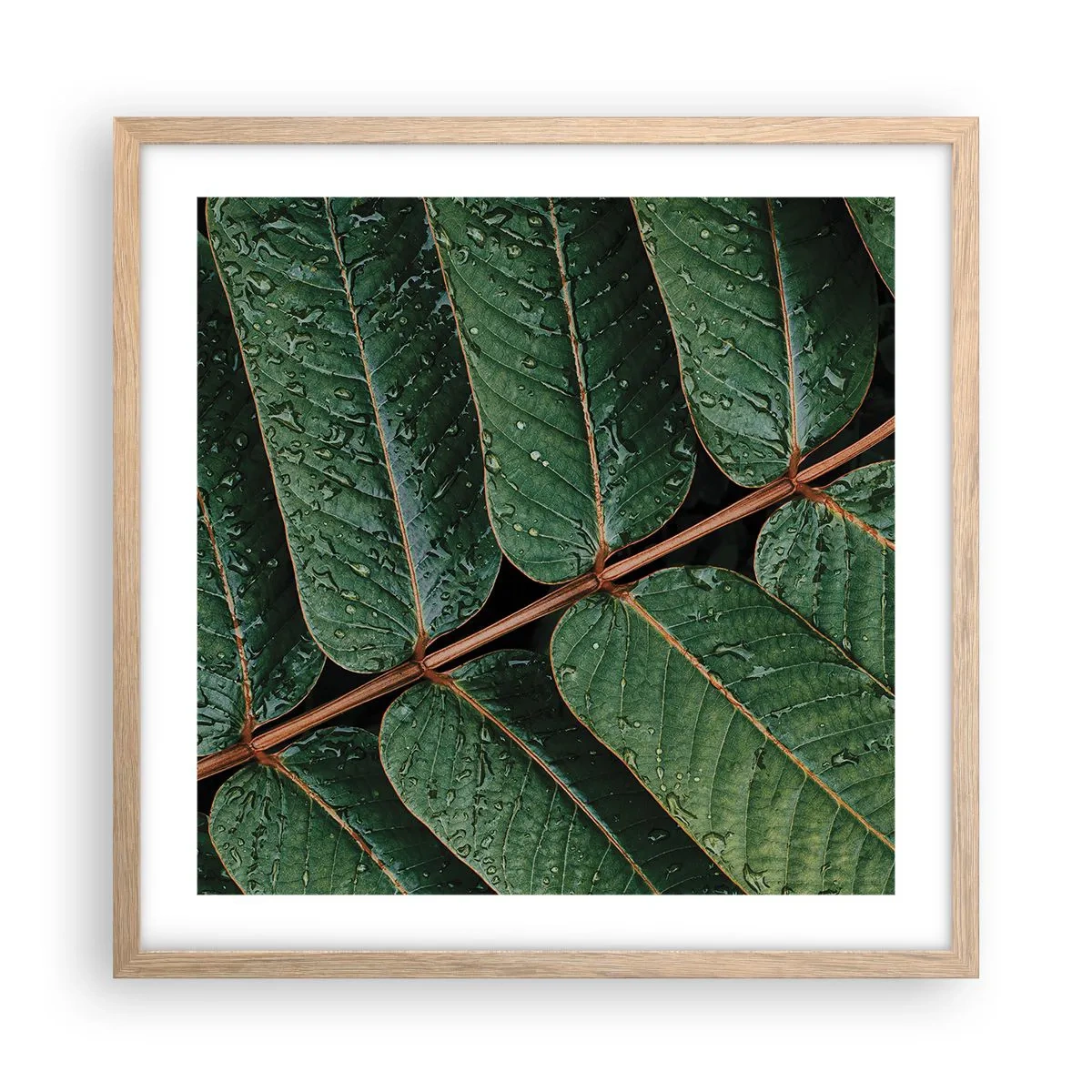 Affiche dans un chêne clair - Poster - Au rythme de la verdure - 50x50 cm