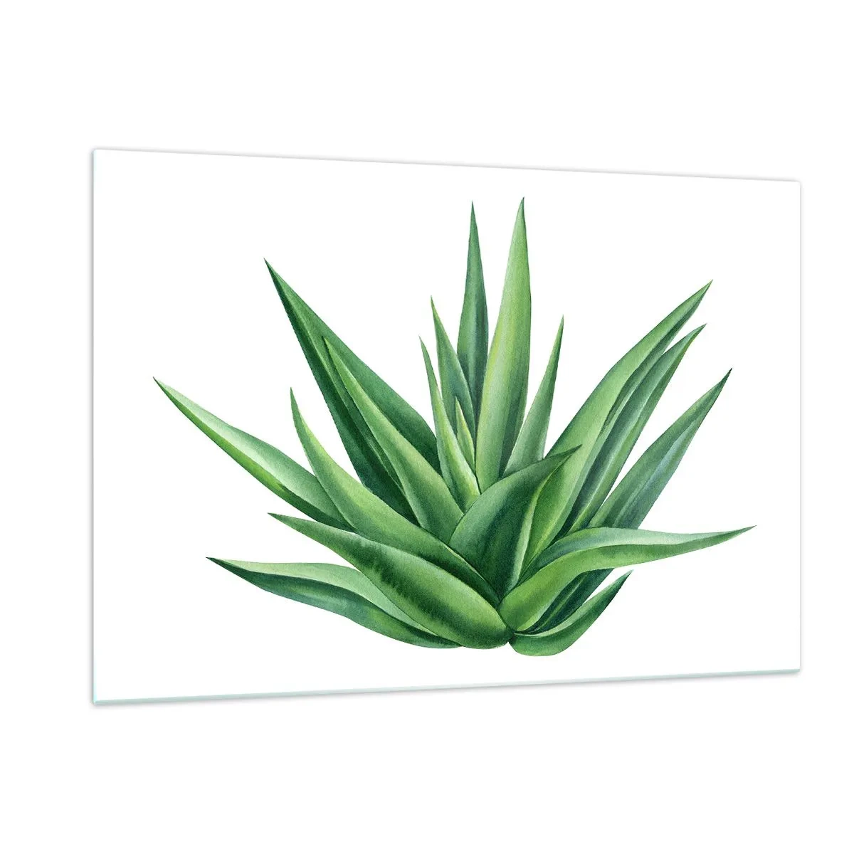 Impression sur verre - Image sur verre - Une plante verte aux feuilles charnues sur fond blanc - 120x80cm - Vert – force – vie - Décoration murale moderne pour le salon et la chambre ARTTOR