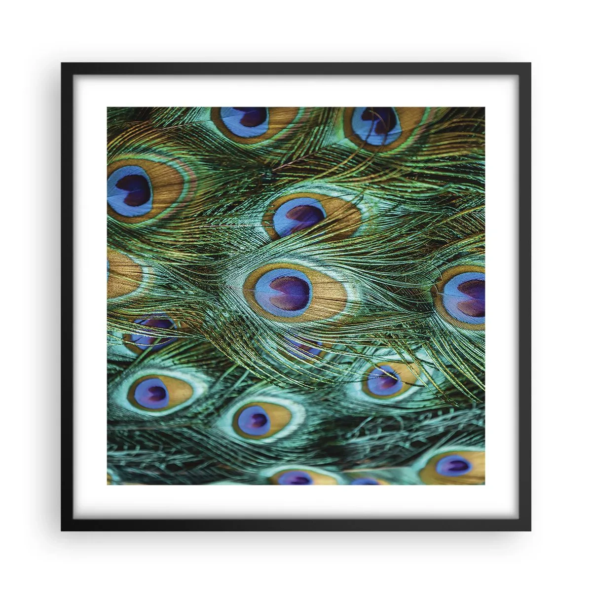 Affiche dans un cadre noir - Poster - Un regard de paon - 50x50 cm