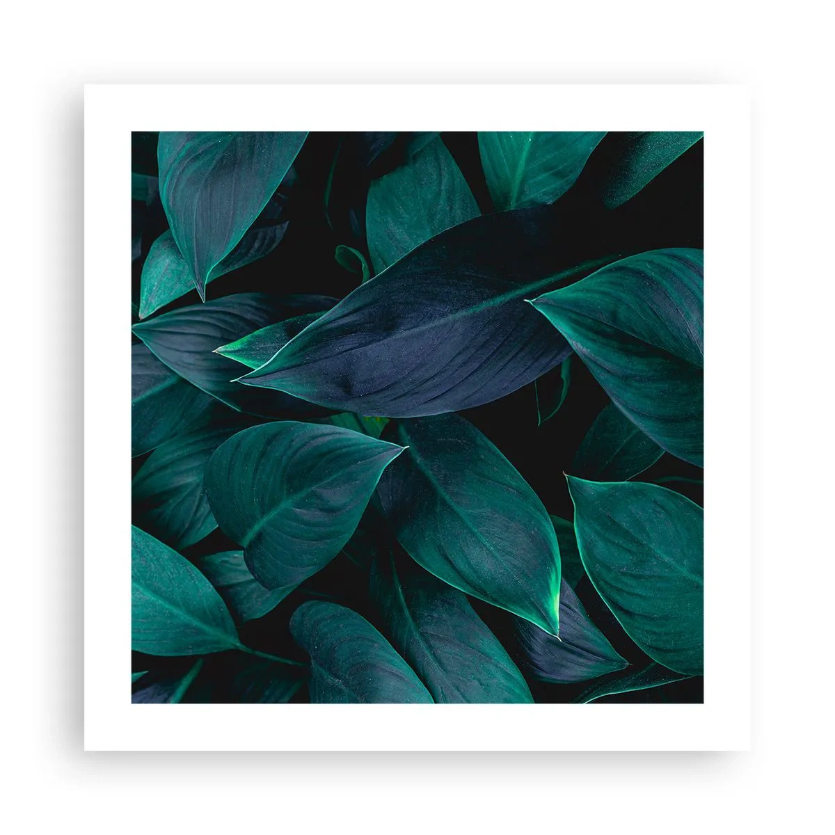 Affiche - Poster - le vert lui-même - 50x50 cm