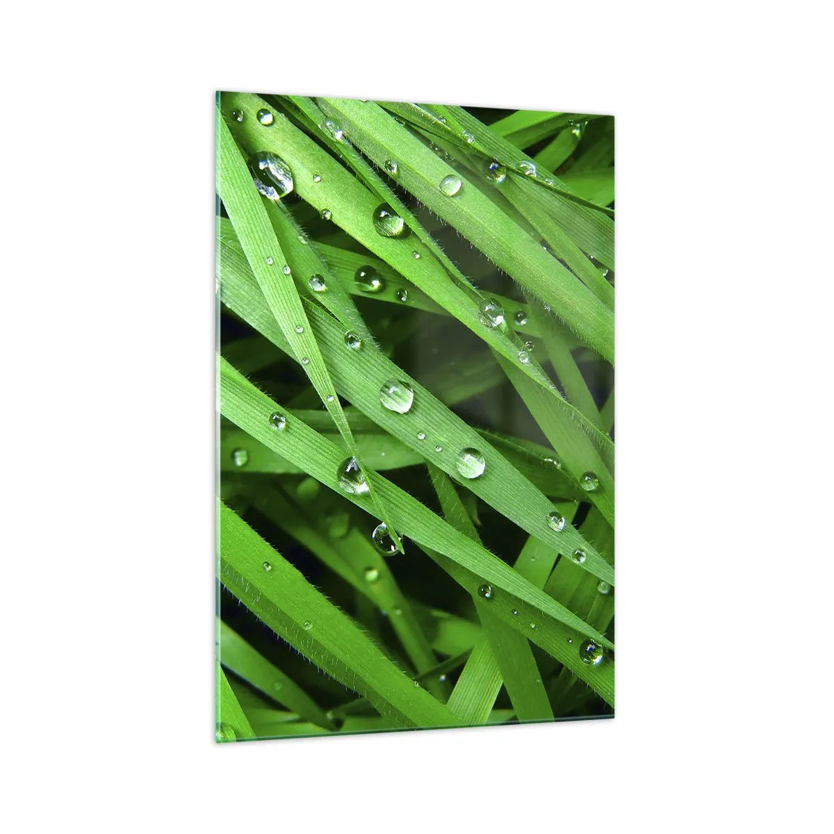Impression sur verre - Image sur verre - Gros plan de brins d'herbe verte avec des gouttes de rosée - 70x100cm - Jouez dans le vert - Décoration murale moderne pour le salon et la chambre ARTTOR