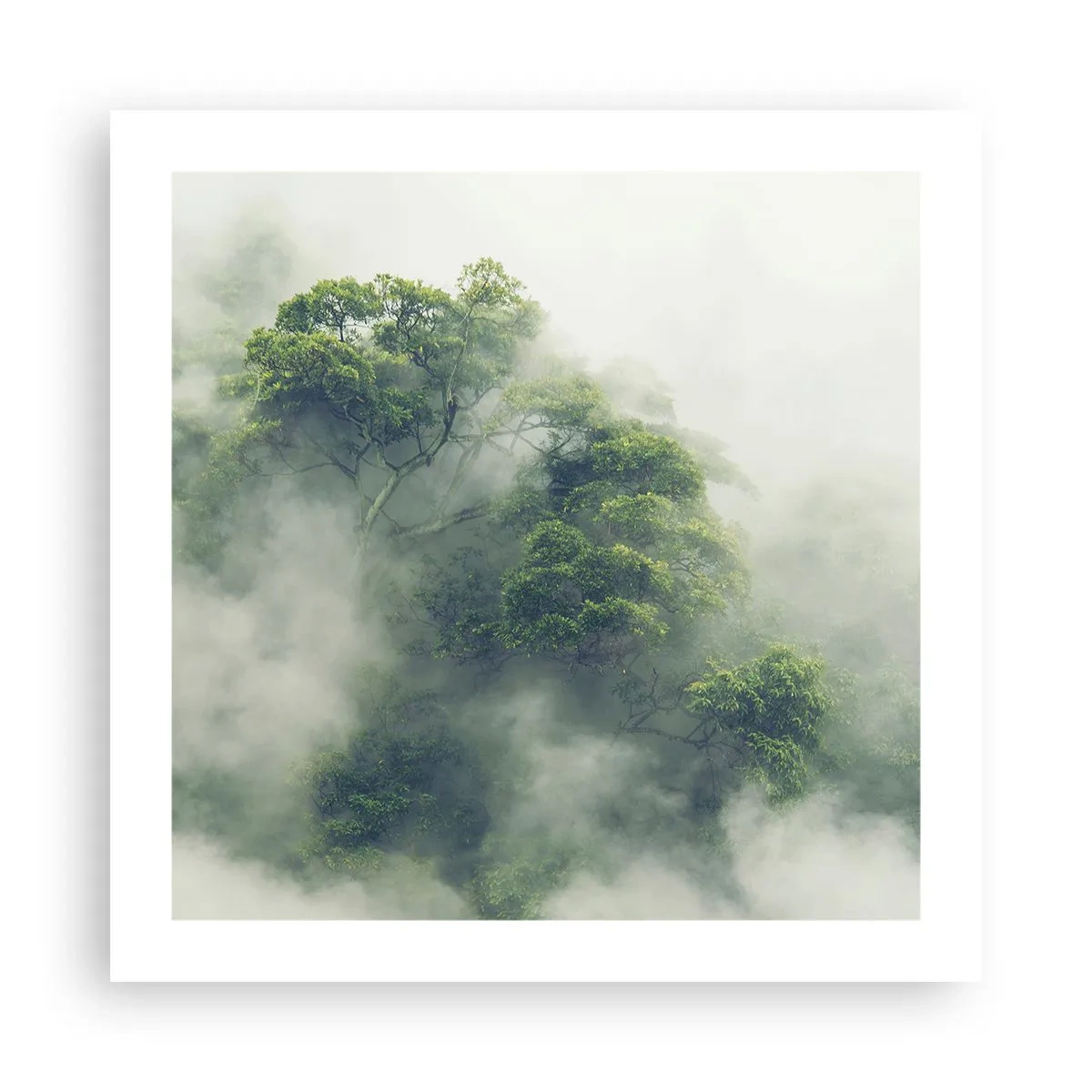 Affiche - Poster - Enveloppé de brouillard - 50x50 cm