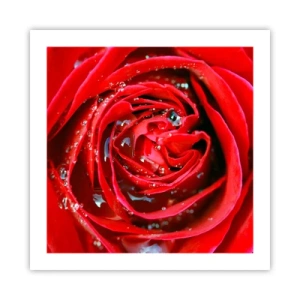 Affiche - Poster - Dans les gouttes de rosée - 50x50 cm