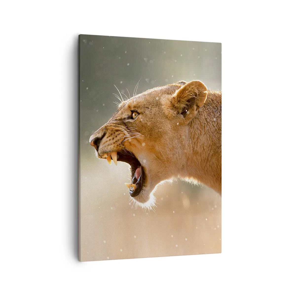 Impression sur toile - Image sur toile - Portrait d'une lionne rugissante à la lumière naturelle - 50x70cm - Essayez de ne pas écouter - Décoration murale moderne pour le salon et la chambre ARTTOR