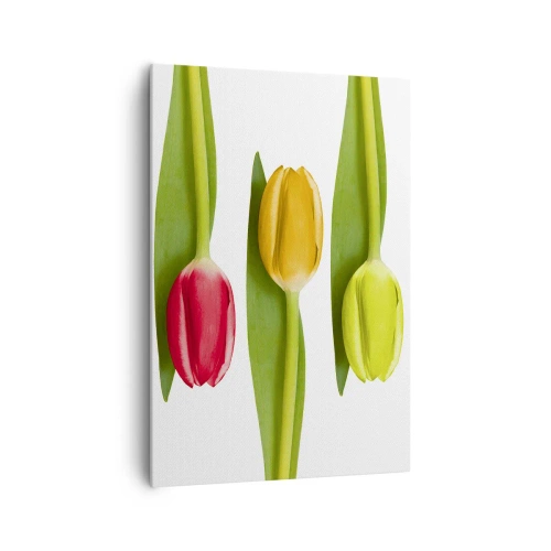 Impression sur toile - Image sur toile - Tulipes multicolores disposées en rangée sur fond blanc - 70x100cm - Composition arc-en-ciel - Décoration murale moderne pour le salon et la chambre ARTTOR