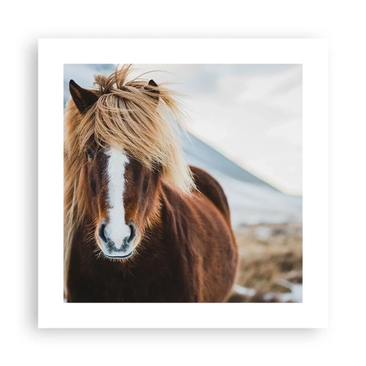 Affiche - Poster - Sentez-vous la liberté ? - 40x40 cm