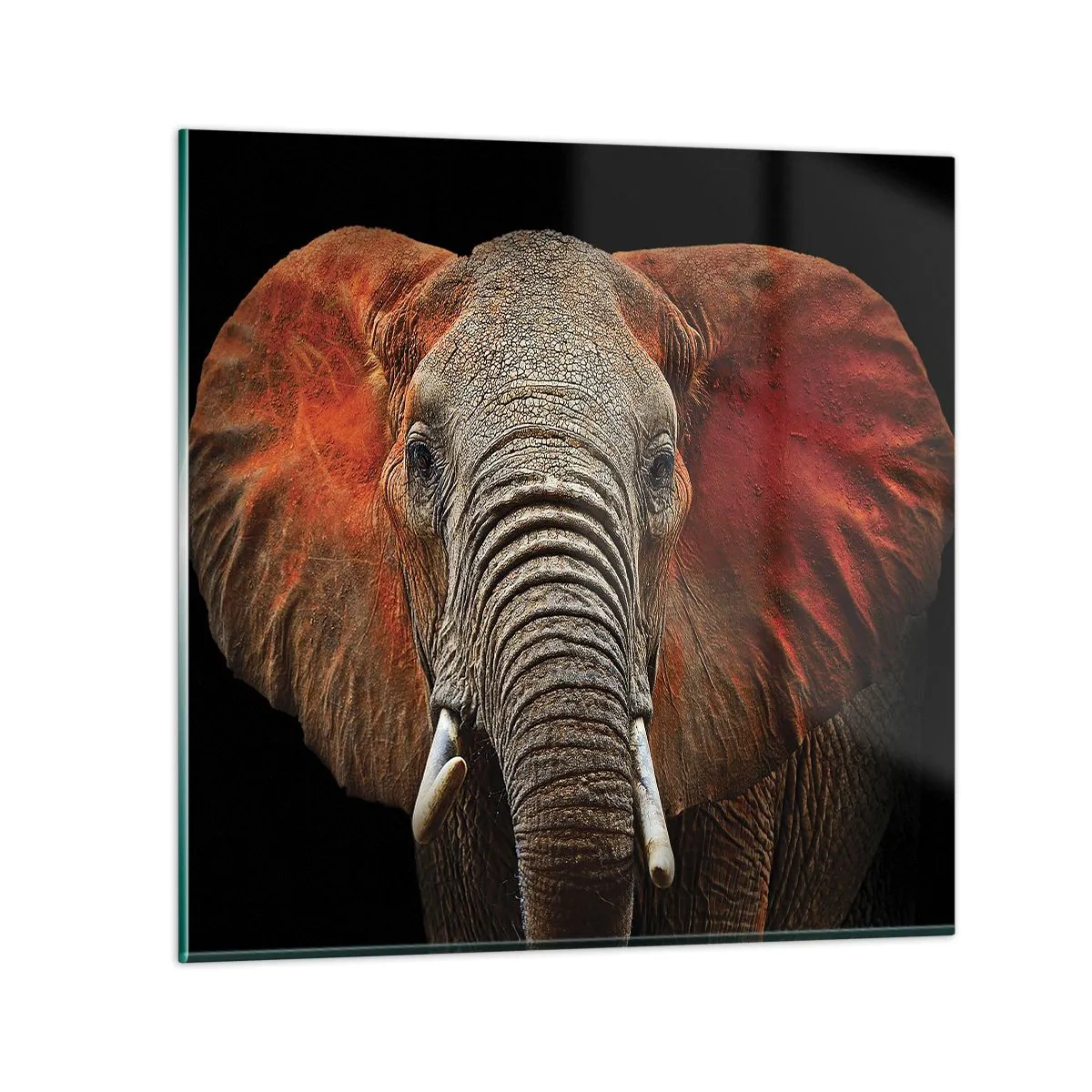 Impression sur verre - Image sur verre - Je suis sauvage, et toi? - 60x60 cm