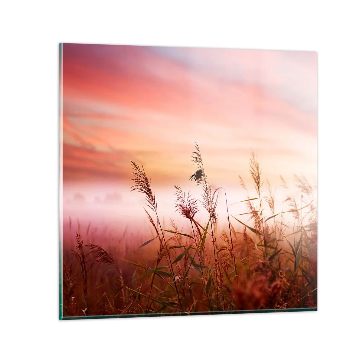 Impression sur verre - Image sur verre - Cerfs-volants, pissenlits, vent - 50x50 cm