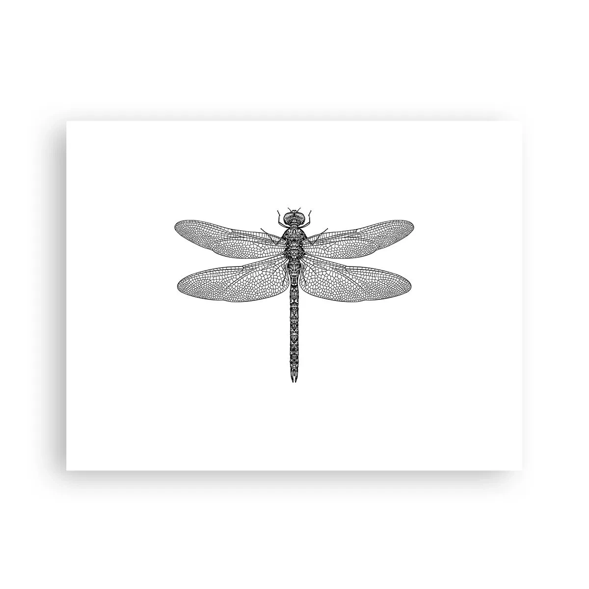 Affiche - Poster - Précision de la nature - 40x30 cm