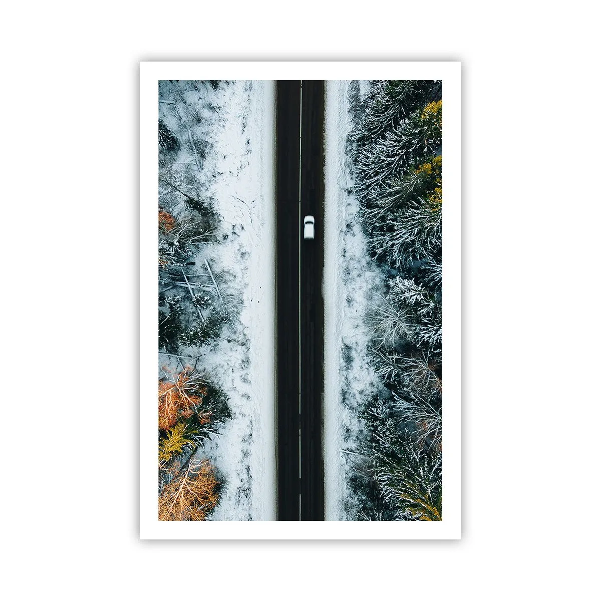 Affiche - Poster - Couper à travers la forêt d'hiver - 61x91 cm