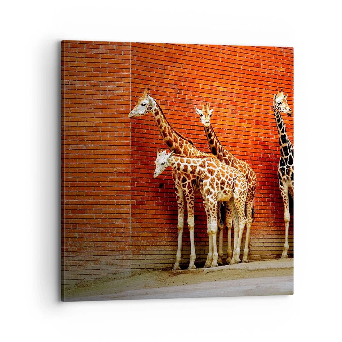 Impression sur toile - Image sur toile - Voyez-vous des acacias ? - 70x70 cm