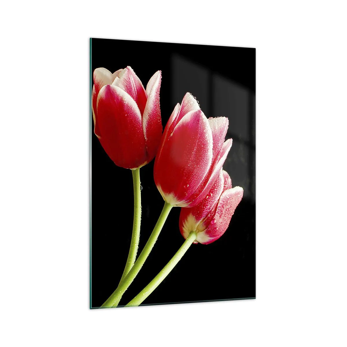 Impression sur verre - Image sur verre - Tulipes rouges avec des gouttes de rosée sur fond noir - 70x100cm - Une promesse d'amour pur - Décoration murale moderne pour le salon et la chambre ARTTOR