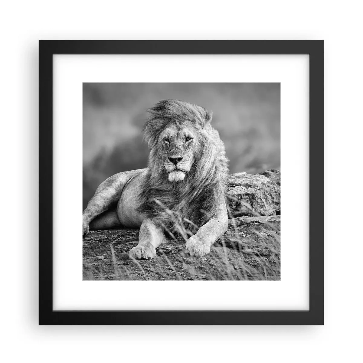 Affiche dans un cadre noir - Poster - Sieste royale - 30x30 cm