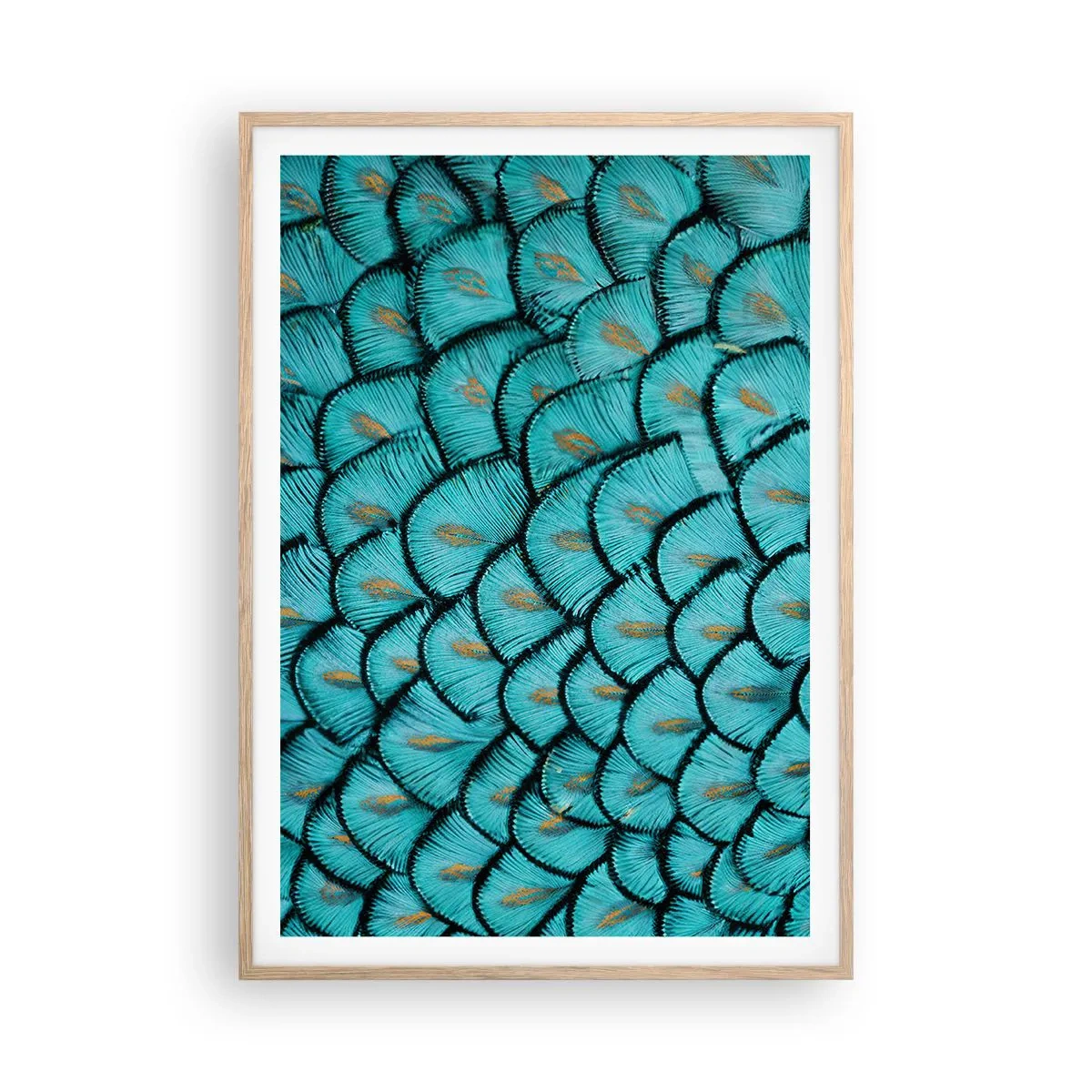 Affiche dans un chêne clair - Poster - Le grand gala des plumes - 70x100 cm