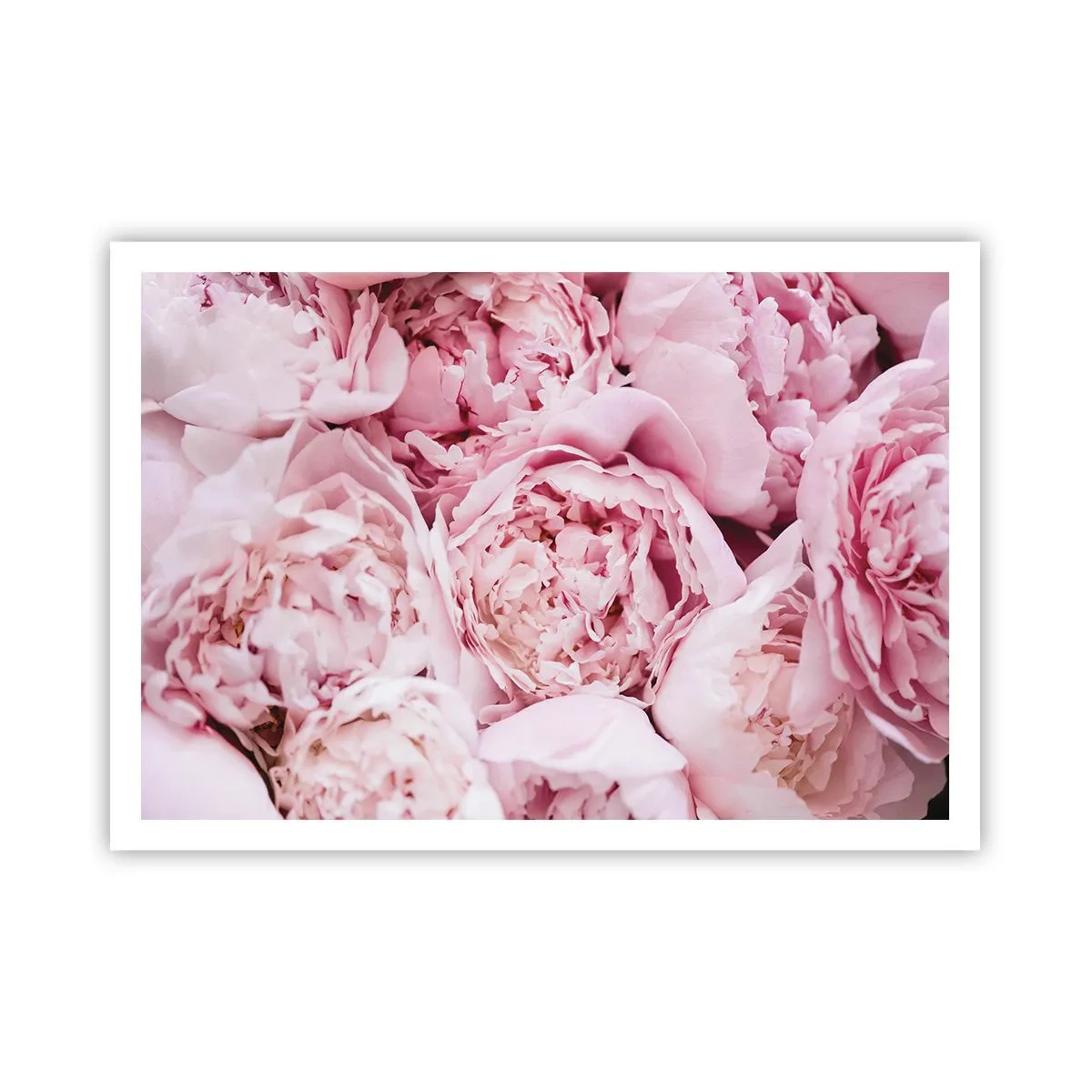 Affiche - Poster - Gros plan d'un bouquet de pivoines roses - 100x70cm - Caliné et parfumé - Décoration murale moderne pour le salon et la chambre ARTTOR