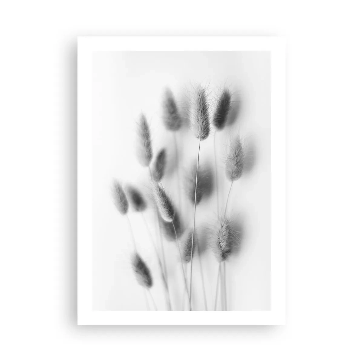 Affiche - Poster - Épis d'herbe duveteux noirs et blancs - 50x70cm - Son herbe duveteuse - Décoration murale moderne pour le salon et la chambre ARTTOR