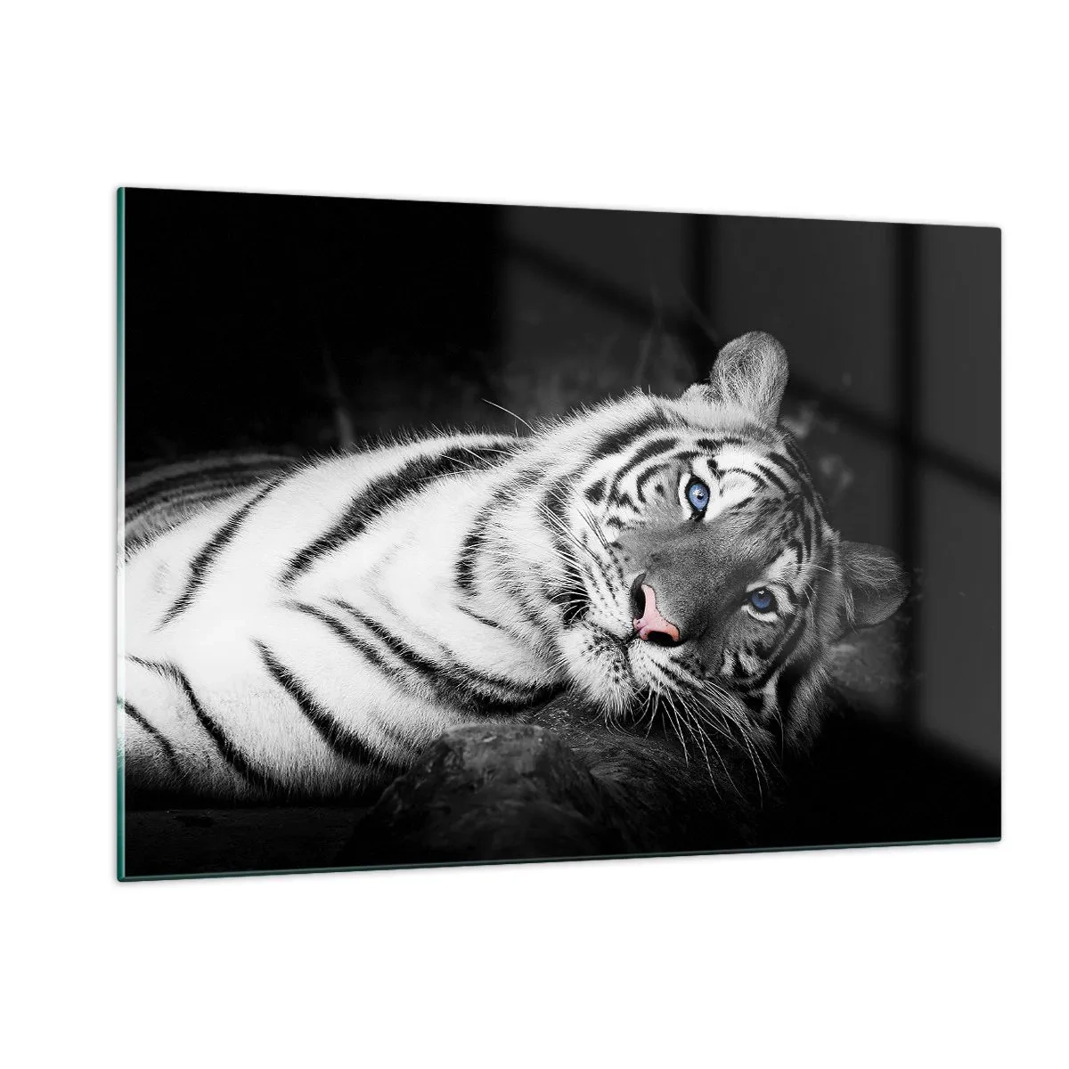 Impression sur verre - Image sur verre - Un tigre blanc aux yeux bleus dans un décor noir et blanc - 120x80cm - Sauvagerie et paix - Décoration murale moderne pour le salon et la chambre ARTTOR