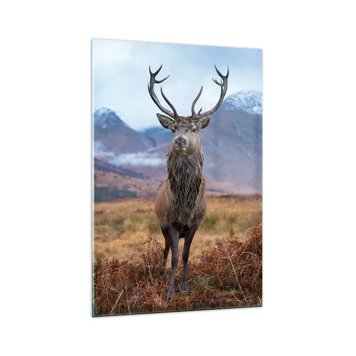 Impression sur verre - Image sur verre - Sur son propre terrain - 70x100 cm