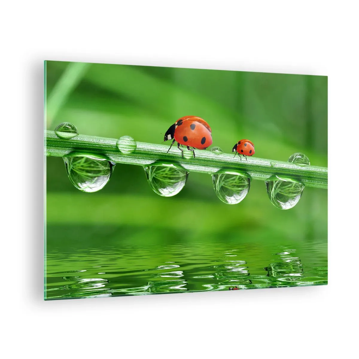 Impression sur verre - Image sur verre - Coccinelles sur un brin d'herbe avec des gouttes de rosée et un reflet dans l'eau - 70x50cm - Sur la route tout l'été - Décoration murale moderne pour le salon et la chambre ARTTOR