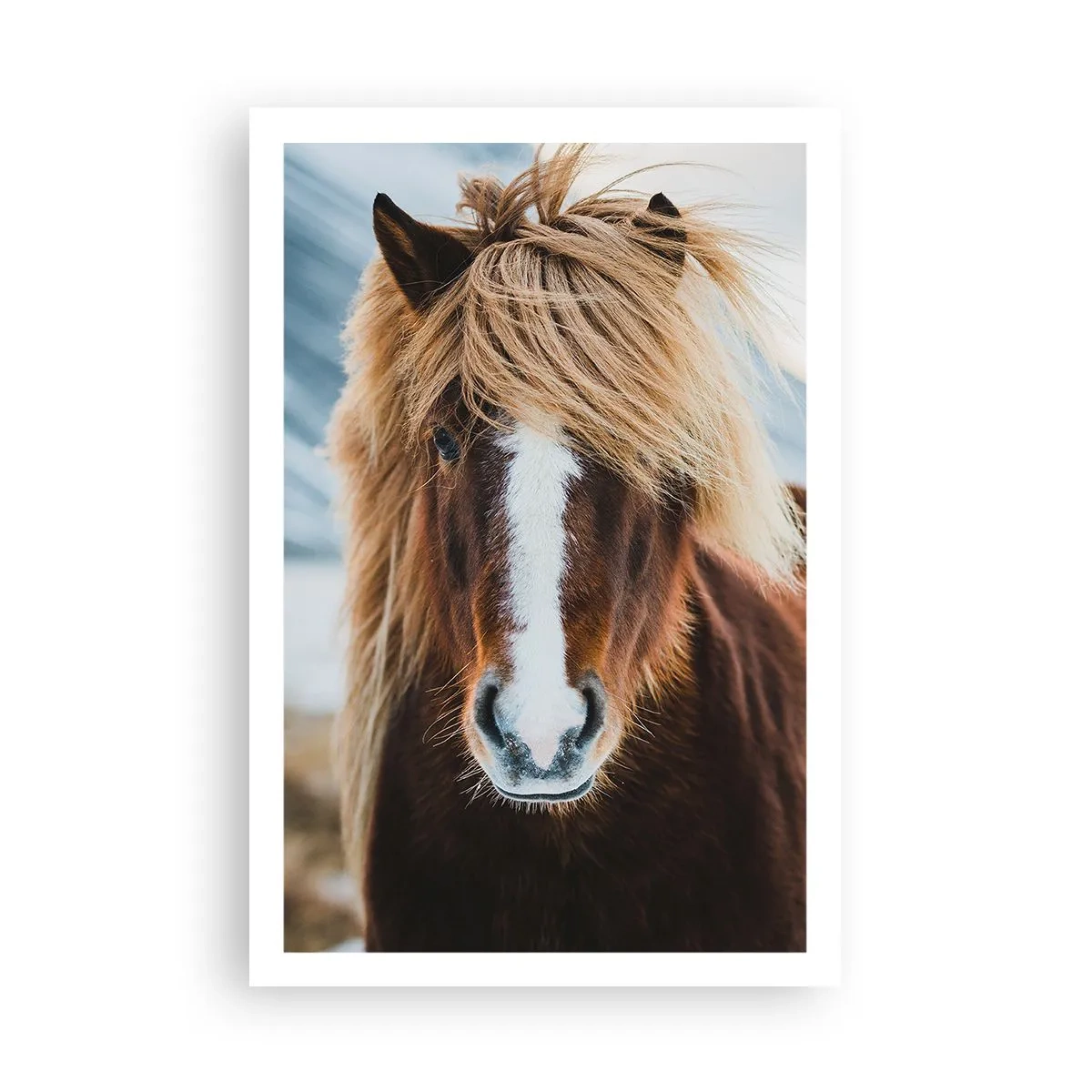 Affiche - Poster - Sentez-vous la liberté ? - 61x91 cm