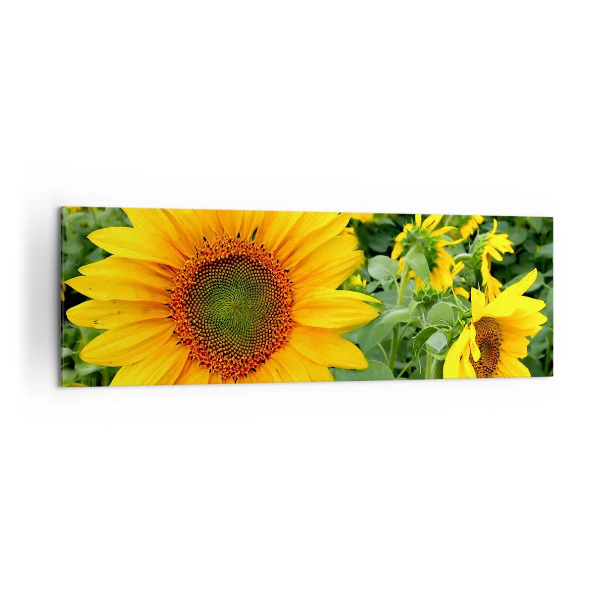 Impression sur toile - Image sur toile - Un champ de tournesols aux fleurs jaunes sur fond de feuilles vertes - 160x50cm - Des centaines de soleils se sont embrasés - Décoration murale moderne pour le salon et la chambre ARTTOR
