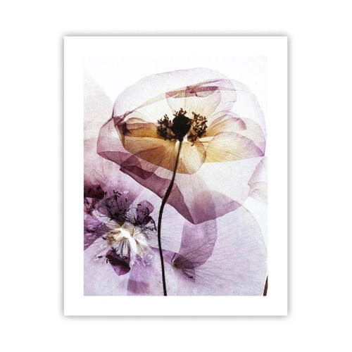 Affiche - Poster - Corps de fleurs transparente - 40x50 cm