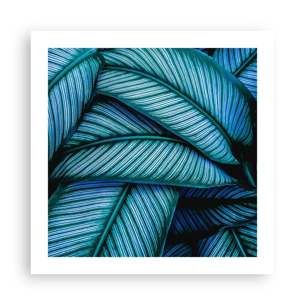 Affiche - Poster - Lignes de vie - 50x50 cm