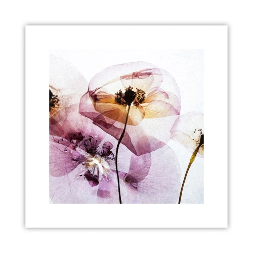 Affiche - Poster - Corps de fleurs transparente - 30x30 cm